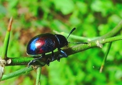 Platycorynus undatus