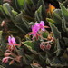 Sandveld Storksbill - Photo (c) Tony Rebelo, some rights reserved (CC BY-SA), uploaded by Tony Rebelo