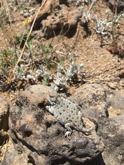 Phrynosoma douglasii