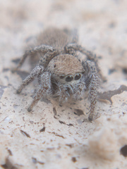 Habronattus clypeatus