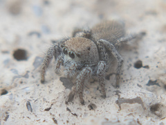 Habronattus clypeatus