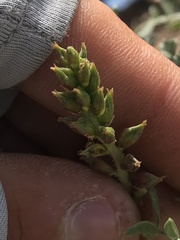 Psorothamnus fremontii