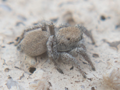 Habronattus clypeatus