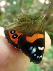 Vanessa gonerilla ida