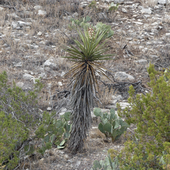 Yucca torreyi