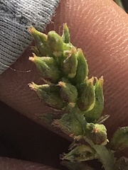 Psorothamnus fremontii