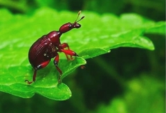 Cycnotrachelus