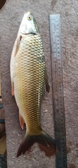 Cirrhinus mrigala