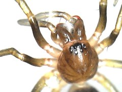 Corinnidae