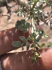 Psorothamnus fremontii