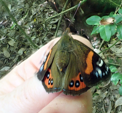 Vanessa gonerilla ida