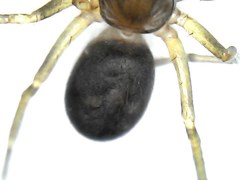 Corinnidae