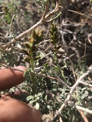 Psorothamnus fremontii