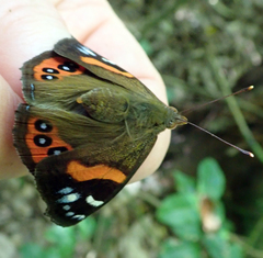 Vanessa gonerilla ida