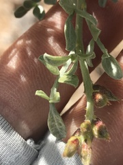 Psorothamnus fremontii