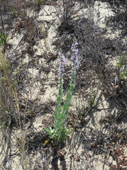 Penstemon buckleyi