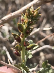 Psorothamnus fremontii