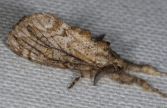 Dasychira atrivenosa