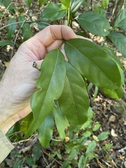 Cryptocarya macdonaldii