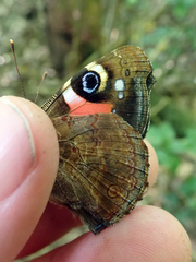 Vanessa gonerilla ida