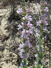 Penstemon buckleyi