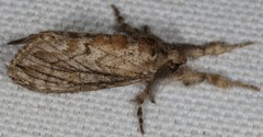 Dasychira atrivenosa