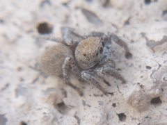 Habronattus clypeatus