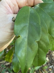 Cryptocarya macdonaldii