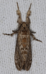 Dasychira atrivenosa