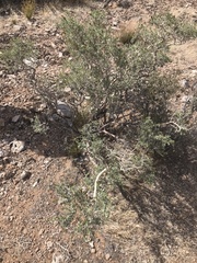 Psorothamnus fremontii