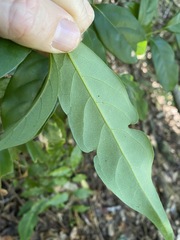 Cryptocarya macdonaldii