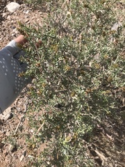 Psorothamnus fremontii