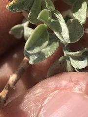 Psorothamnus fremontii