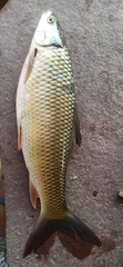 Cirrhinus mrigala