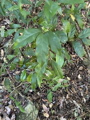 Cryptocarya macdonaldii