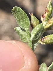 Psorothamnus fremontii