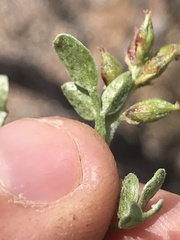 Psorothamnus fremontii