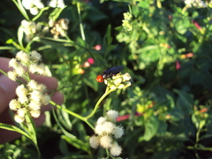 Dichromyia sanguiniceps