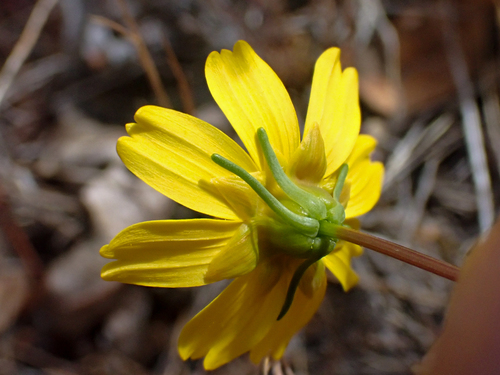 Douglas' Tickseed (Leptosyne douglasii)