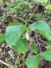 Trillium cernuum