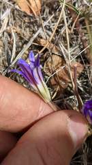 Brodiaea terrestris