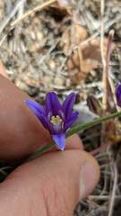 Brodiaea terrestris