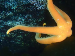 Henricia leviuscula