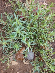 Oligomeris linifolia