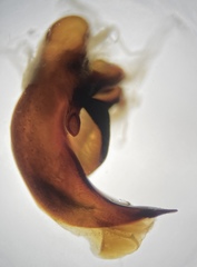 Pterostichus isabellae