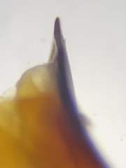 Pterostichus isabellae