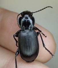 Pterostichus isabellae