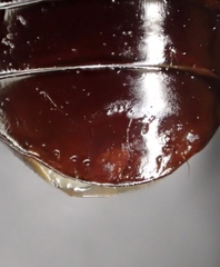 Pterostichus isabellae