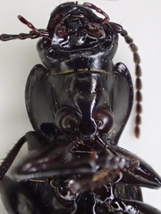 Pterostichus isabellae