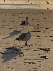 Larus californicus